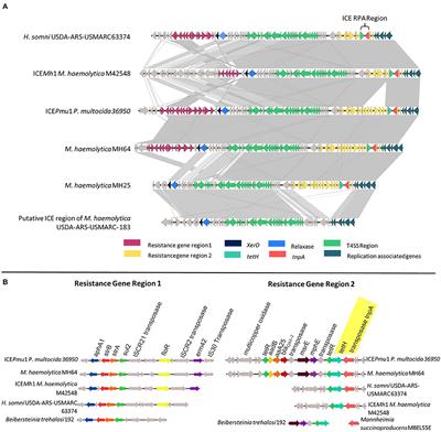 A Sensitive and Accurate Recombinase Polymerase Amplification Assay for Detection of the Primary Bacterial Pathogens Causing Bovine Respiratory Disease